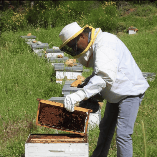 Shouf Biosphere Reserve Cedar Honey 800g