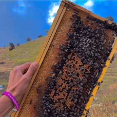 Shouf Biosphere Natural Comb Honey 500g